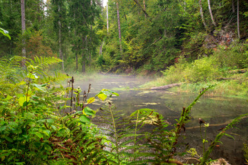 old stream of forest river in the woods