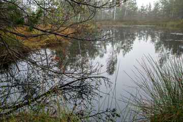 morning mist in the swamp area in sunrise