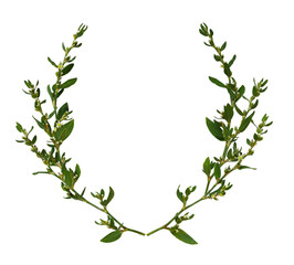 Wild twigs with green leaves and small white flowers in a round frame