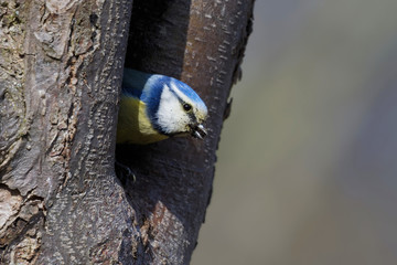 Blaumeise im Nest
