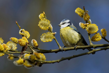 Blaumeise