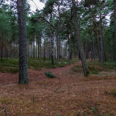 naked pine tree forest before winter