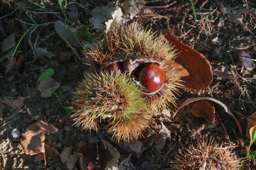 Nouvelle Aquitaine - Bogue de chataignes