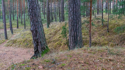 naked pine tree forest before winter