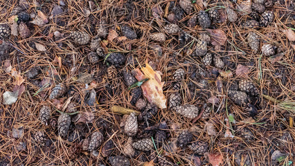 naked pine tree forest before winter