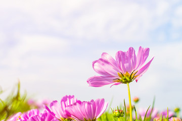 Field of cosmos flowers blooming in garden at sunrise. Beautiful spring nature background.