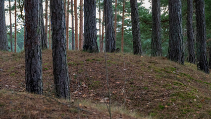 naked pine tree forest before winter