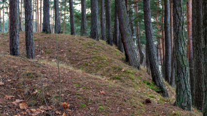naked pine tree forest before winter