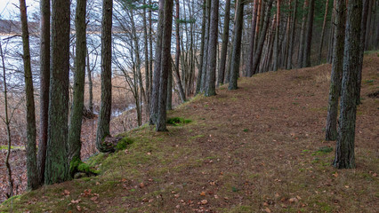 naked pine tree forest before winter