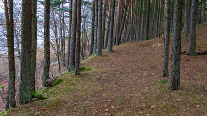 naked pine tree forest before winter