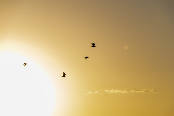 flock of wild birds resting in water near shore