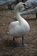 Schwan
