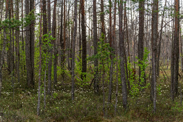 naked pine tree forest before winter
