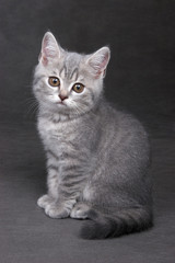 Obraz na płótnie Canvas Fluffy gray kitten on a gray background