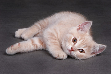 Ginger kitten lies on a gray background