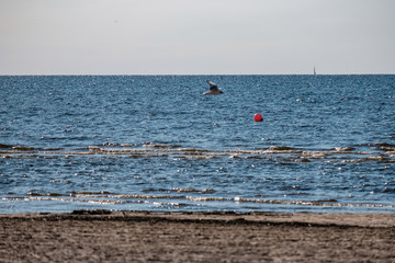 flock of wild birds resting in water near shore