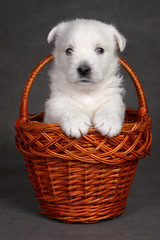 White cute puppy dog west highland terrier in basket on gray background