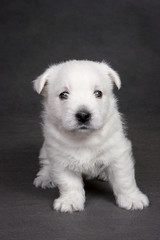 White cute puppy dog west highland terrier on gray background