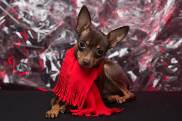 Dog Russian Toy Terrier. holiday Christmas.