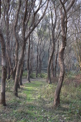 Obraz premium Forest 