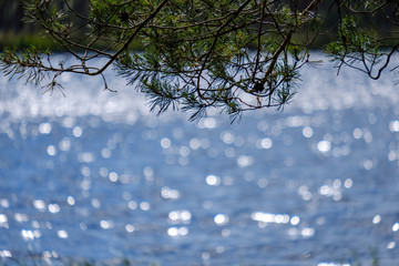 lakeside beach details with sand, rocks and blur background