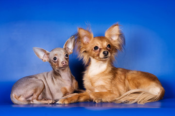 Group of puppies Russian toy terrier