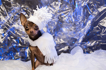 beautiful dog in a white hat and scarf. Russian toy terrier on Christmas Eve