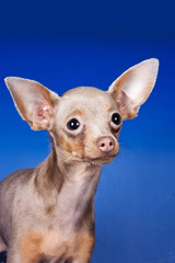 Toy Terrier puppy on blue background