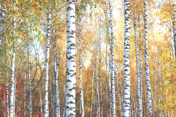 Papier Peint photo Lavable Bouleau belle scène avec des bouleaux dans la forêt de bouleaux d& 39 automne jaune en octobre parmi d& 39 autres bouleaux dans la forêt de bouleaux