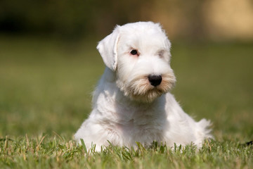 White puppy West Highland Terrier in the grass in the sun