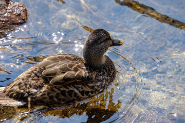 flock of wild birds resting in water near shore