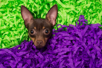 The puppy of the Russian Terrier lies on a beautiful background of colored paper, shooting from...