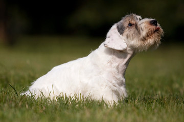 White puppy West Highland Terrier in the grass in the sun
