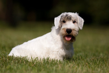 Fototapeta premium White puppy West Highland Terrier in the grass in the sun