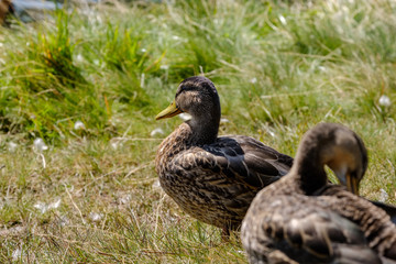 flock of wild birds resting in water near shore