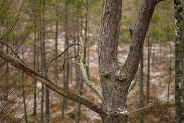 naked pine tree forest before winter