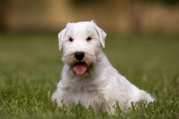 White puppy West Highland Terrier in the grass in the sun