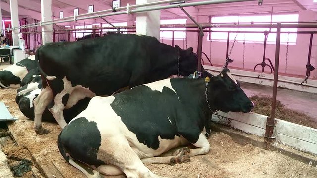 breeding cows and bulls on the farm
