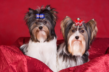 Puppy dog biver york on a red background