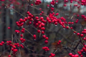 red berries on a bush in winter with water drops