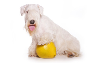 Selichem terrier and lemon (isolated on white)