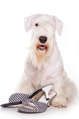 Selichem terrier and shoes (isolated on white)