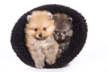 Two fluffy Spitz puppy in a hat (isolated on white)