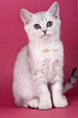 Fototapeta na wymiar Fluffy tabby kitty British cat on a red background