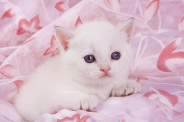 Fototapeta na wymiar Cute white british cat kitten on a pink background