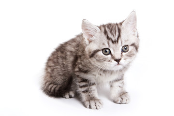 Obraz na płótnie Canvas British cat fluffy tabby kitten (isolated on white)