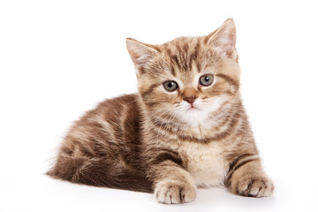British cat fluffy tabby kitten (isolated on white)