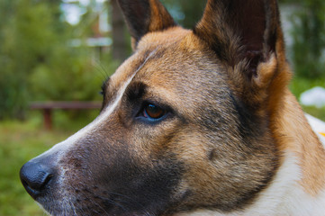 Canine profile on a forest background.