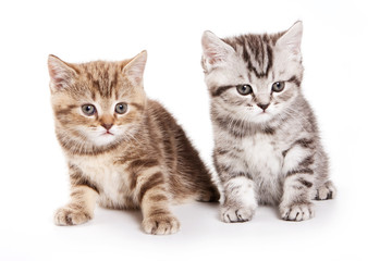 Fototapeta na wymiar two fluffy tabby kitty british cat (isolated on white)
