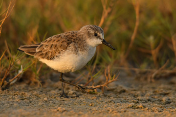 Little Stint / Calidris minuta